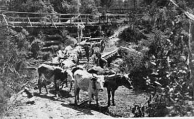 Negative Photographic Reproduction, Bullock team at Yarra Junction
