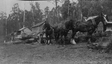 Negative Photographic Reproduction, Working with horses at Mc Crae Creek mill 1945 Beenak