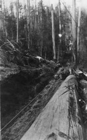 Negative Photographic Reproduction, Workers winching  a log at Pioneer Creek