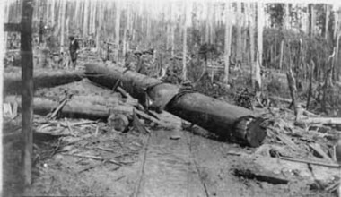 Negative Photographic Reproduction, Winching a log