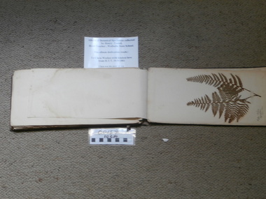 Botanical Album, Album of Botanical Specimens, 1881