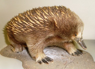 Echidna: Taxidermal Animal, To be established, Echidna - real and stylised: Taxidermal Animal - overseas visitors to CVA's head office clamour to be photographed with it, To be advised