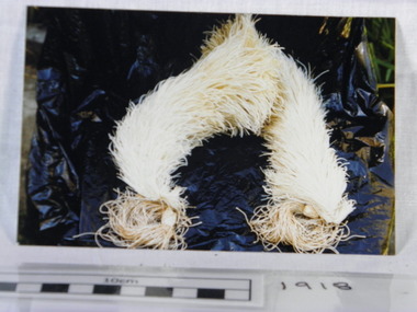 Feather Boa