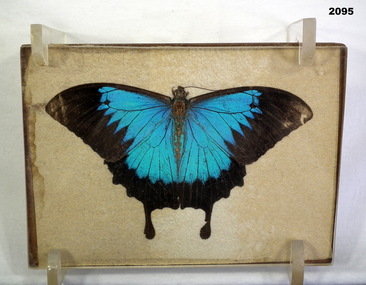 Pressed blue butterfly from the islands WW2.