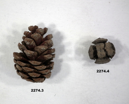 Two pine cones souvenired on ANZAC