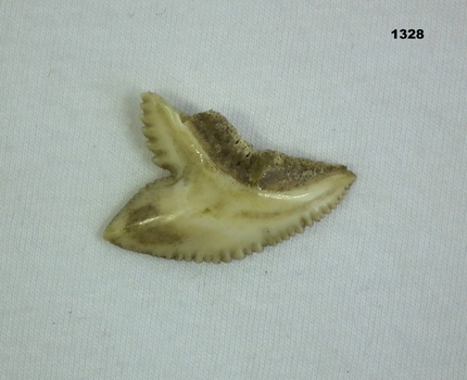Sharks tooth possibly a souvenir