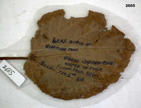 Sycamore tree leaf engraved in 1916.