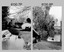 Civilian vehicle removed from lake at Army Survey Regiment, Fortuna, Bendigo 1986.
