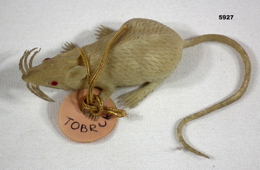 Rubber Rat as a souvenir of Tobruk.