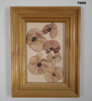 Framed picture of dried poppies France.