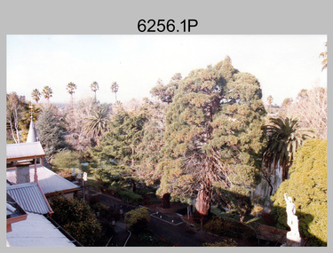 Californian Redwood Tree Sequoia Removal Army Survey Regiment, Fortuna, Bendigo, 1994.