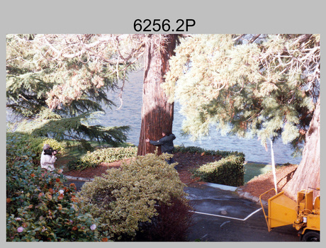 Californian Redwood Tree Sequoia Removal Army Survey Regiment, Fortuna, Bendigo. c1990s.