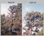 Californian Redwood Tree Sequoia Removal Army Survey Regiment, Fortuna, Bendigo. c1990s.
