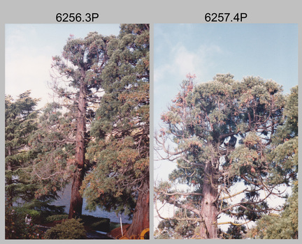 Californian Redwood Tree Sequoia Removal Army Survey Regiment, Fortuna, Bendigo. c1990s.
