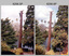 Californian Redwood Tree Sequoia Removal Army Survey Regiment, Fortuna, Bendigo, 1994.