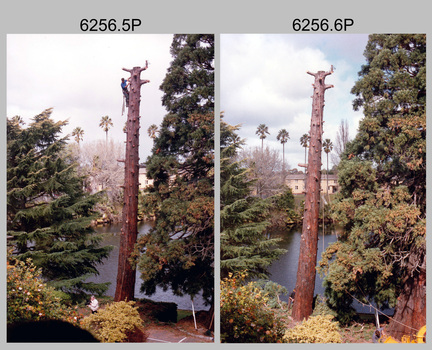 Californian Redwood Tree Sequoia Removal Army Survey Regiment, Fortuna, Bendigo, 1994.