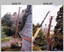 Californian Redwood Tree Sequoia Removal Army Survey Regiment, Fortuna, Bendigo, 1994.