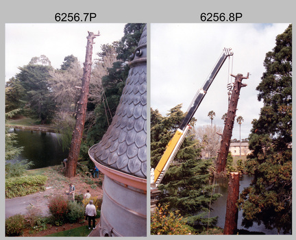 Californian Redwood Tree Sequoia Removal Army Survey Regiment, Fortuna, Bendigo, 1994.