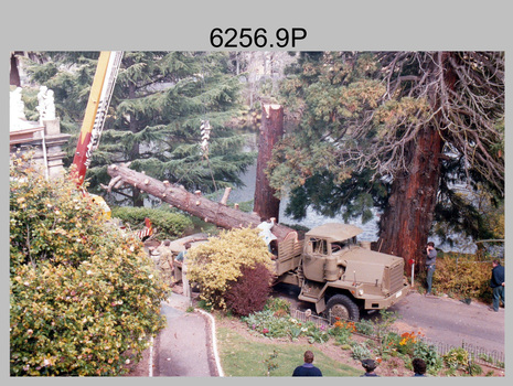 Californian Redwood Tree Sequoia Removal Army Survey Regiment, Fortuna, Bendigo. c1990s.