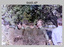 Group Photos of Army Survey Regiment Officers, Fortuna Villa, Bendigo. c1986.