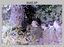 Group Photos of Army Survey Regiment Officers, Fortuna Villa, Bendigo. c1986.