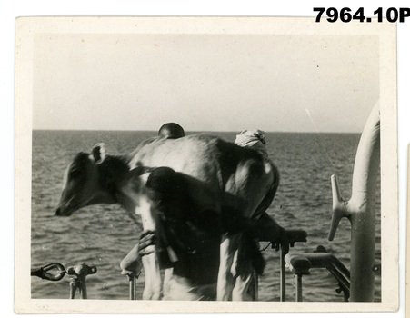 1940 Yemen gift of cow from Yemeni prince.jpg