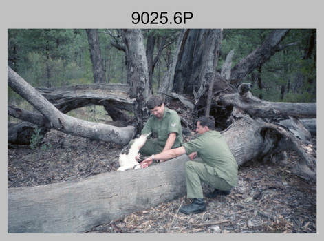 10 Day Survival exercise ‘The Highlanders’. 4th Field Survey Squadron, Mount Remarkable National Park, SA. 1986.