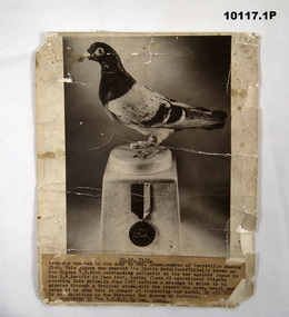 Original and copy of a photograph of a 'Dickin Medal' pigeon.