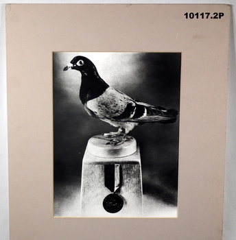 Original and copy of a photograph of a 'Dickin Medal' pigeon.