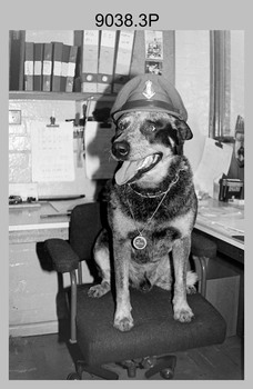 Dog Sitting on Chair with WO2’s Cap, Lithographic Squadron, Army Survey Regiment, Bendigo. 1990.