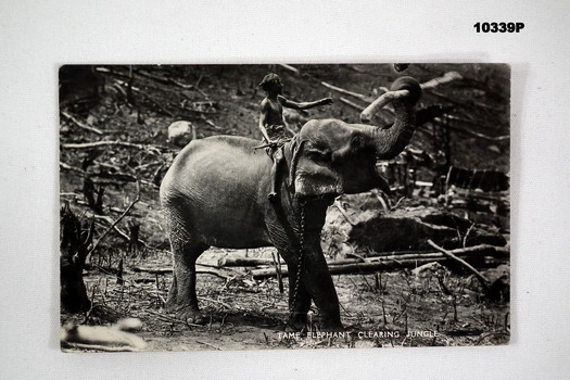 Photo of a boy riding an elephant, in black and white.