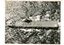 10424.03P Melbourne farewell to the queen 1954                                        