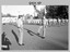 Warrant Presentation to WO2 Mick Hogan at Army Survey Regiment CO’s Parade, Fortuna Villa, Bendigo. c1989.