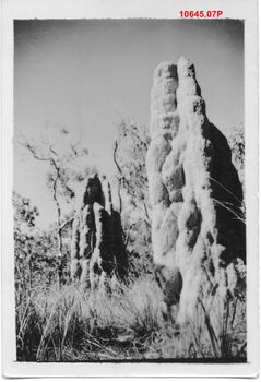 10645.07P Ant Hills NT