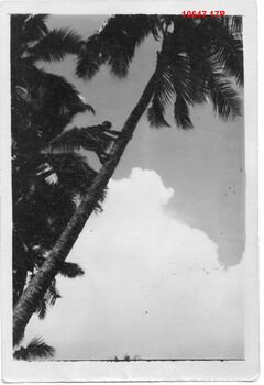 10647.17P Rabaul