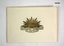 Printed card from WW1 with Rising Sun.