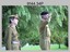 Chief of the General Staff Visit to the Army Survey Regiment 1990. 