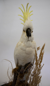 Animal specimen - Sulphur-crested cockatoo, 1913
