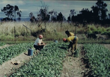 Photograph Tobacco seedlings, Pulling tobacco seedlings for Planting, Circa mid to late 1900s