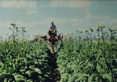 Photograph Topping Tobacco, Tobacco being topped (removal of flower), Circa mid to late 1900's