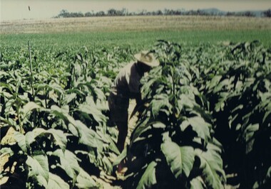Photograph Tobacco plants, Tobacco fully grown prior to start picking, Circa mid to late 1900's