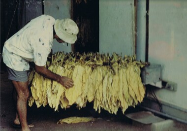 Photograph Tobacco drying leaves, Inspecting Drying tobacco leaves, 1950's to 1999
