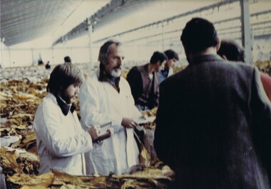 Photograph Tobacco selling, Tobacco sale floor, 1950 to 199