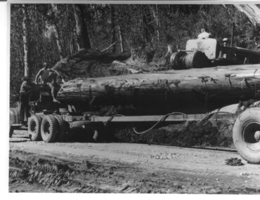 Photograph, logging at McKay Creek, 1949/50