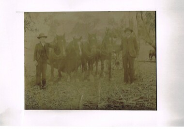 Photograph (Digital) Harnessing Horses, Harnessing Working Horses early 1900, early 1900s