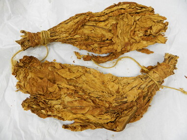 Tobacco 'Hands'