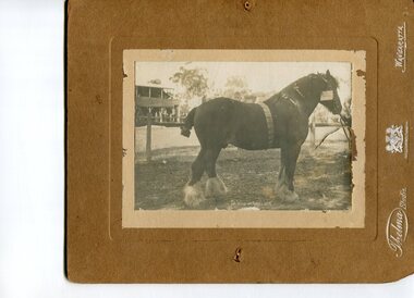 Photo - Horse (Sir William Wallace) Belonging to the Fisher Family 1912, 1912