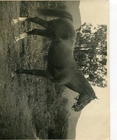 Photo - Horse Owned by Fisher Family