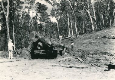 Photo - Mountain Creek Logging Camp, 1955
