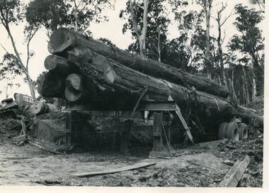 Photo - Logging. Mountain Creek, November 1955, November 1955